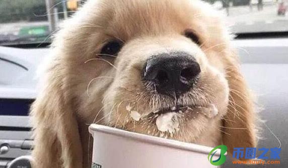 狗狗可以吃猪肝吗（狗狗一日三餐健康食谱）2