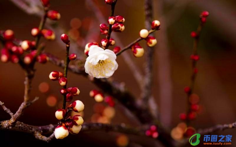 寡妇年是什么意思(寡妇年是什么意思啊)