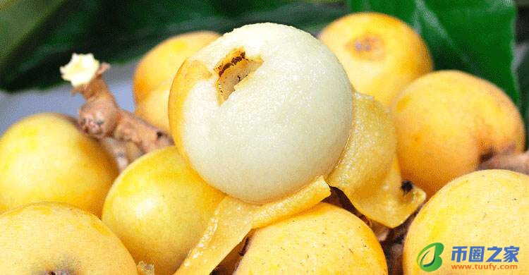 枇杷的读音是什么（枇杷的正确读音）