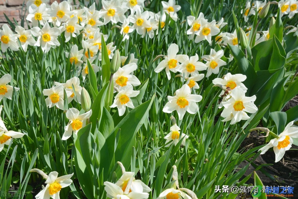 凌波仙子是什么花（凌波仙子是哪种花的别称）