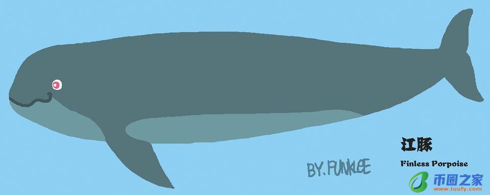 鲸鱼和海豚的区别（鲸鱼和海豚的区别在哪里）