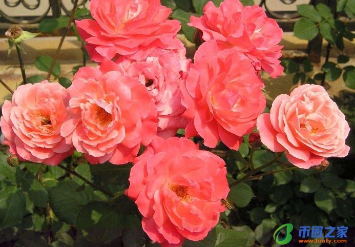 鸡蛋壳怎么做肥料（什么花喜欢鸡蛋壳肥料）