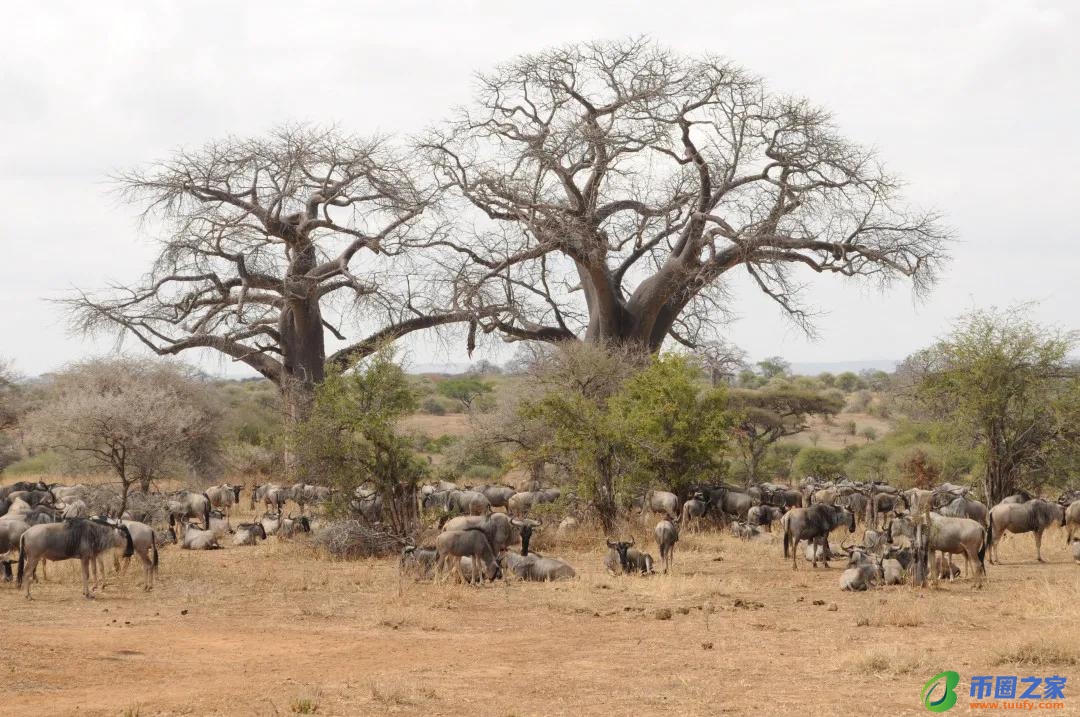长颈鹿吃什么食物（长颈鹿吃什么食物为生）