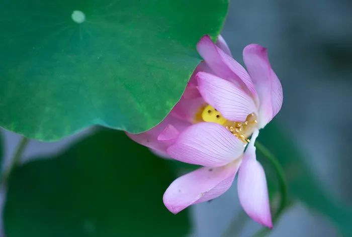 为什么叫端午安康（为啥叫端午安康）18