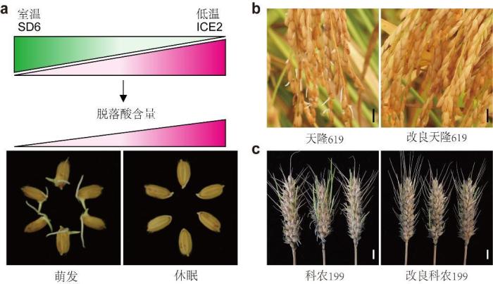 水稻催芽详细方法(水稻催芽方法考试)1 水稻催芽详细方法(水稻催芽方法考试)1