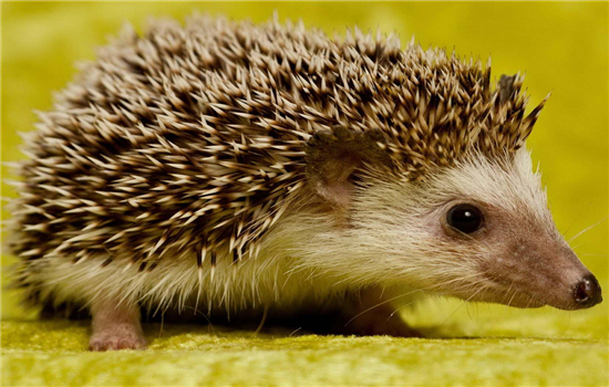 四大仙是什么动物（东北四大仙是什么动物）6