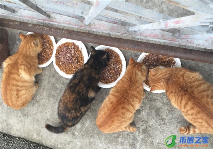 流浪猫喂什么吃的（流浪猫喂什么吃的没有猫粮）