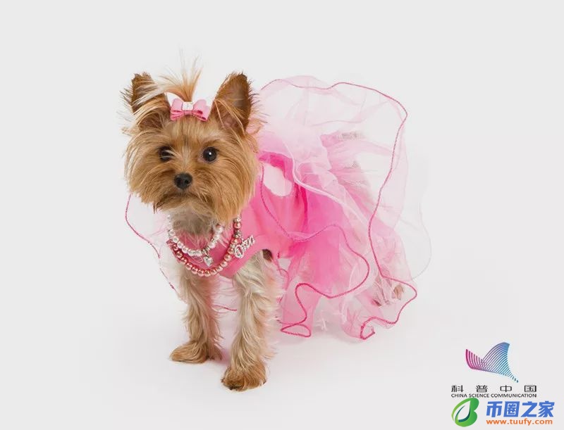 宠物可以上火车吗（12306宠物托运价格表）