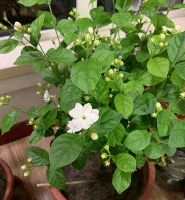 茉莉花适合在室内养吗（茉莉花在家怎样养）