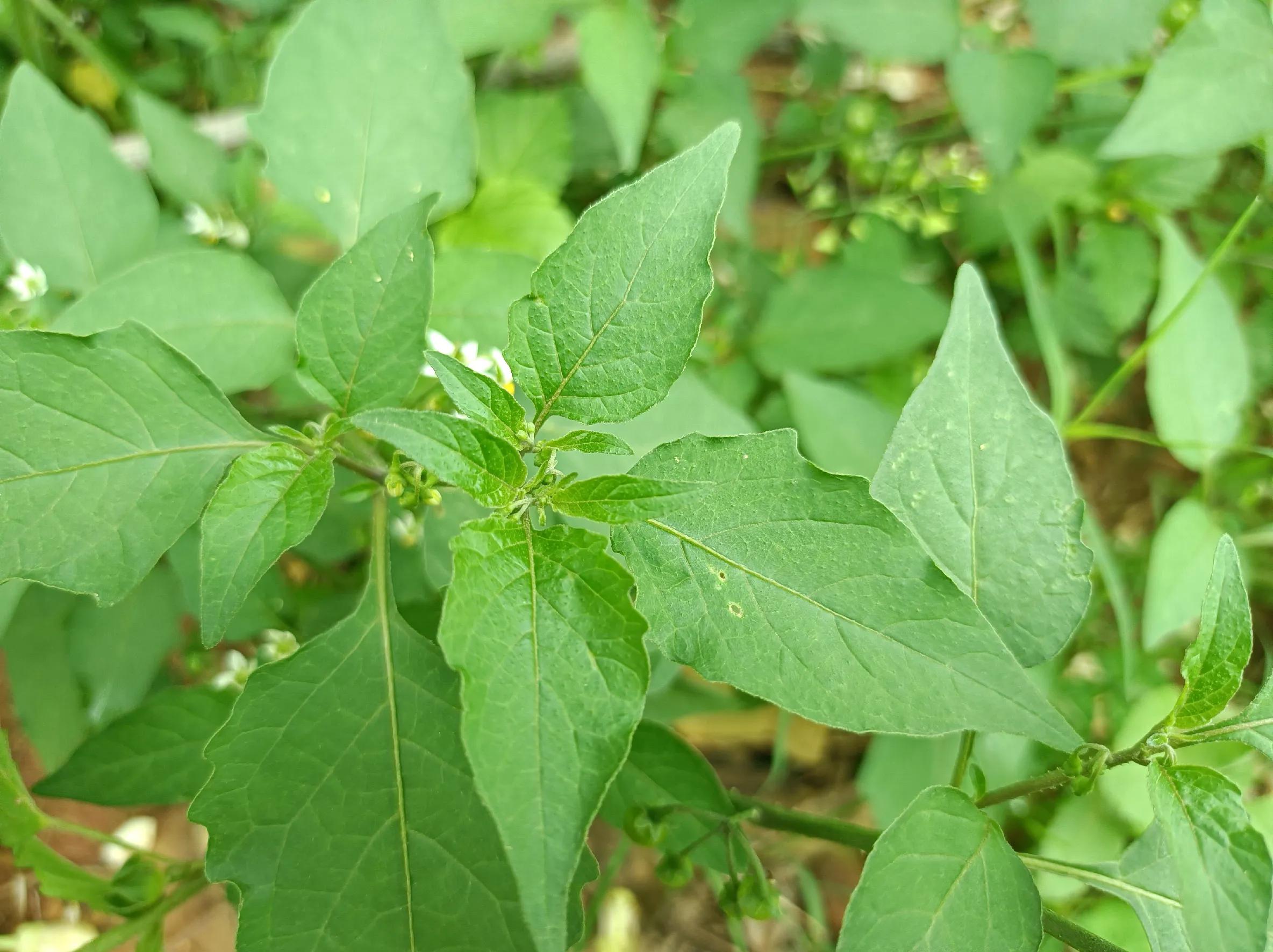 龙葵叶子食用方法（龙葵叶子食用方法 做菜）