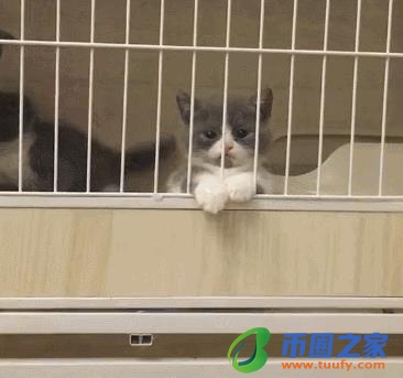 宠物可以上火车吗(12306宠物托运价格表)