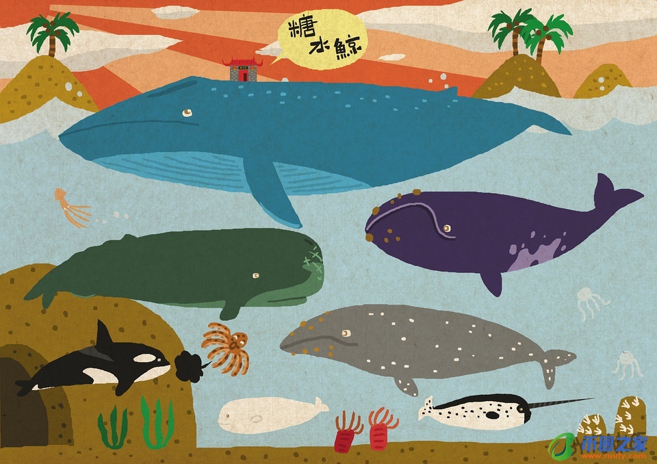 鲸鱼和海豚的区别（鲸鱼和海豚的区别在哪里）