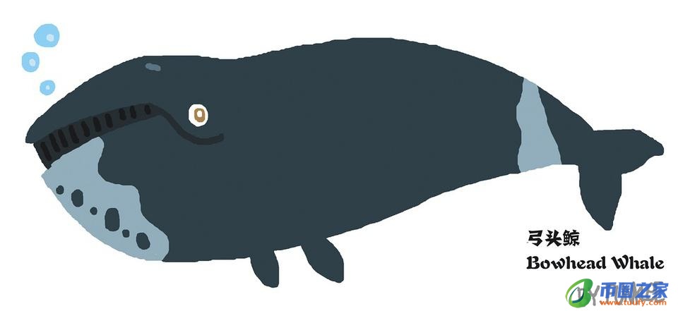 鲸鱼和海豚的区别（鲸鱼和海豚的区别在哪里）