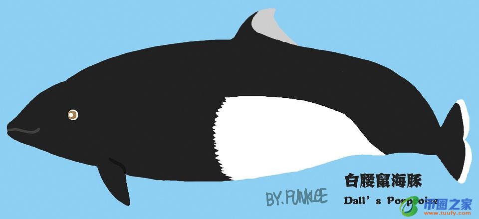 鲸鱼和海豚的区别（鲸鱼和海豚的区别在哪里）
