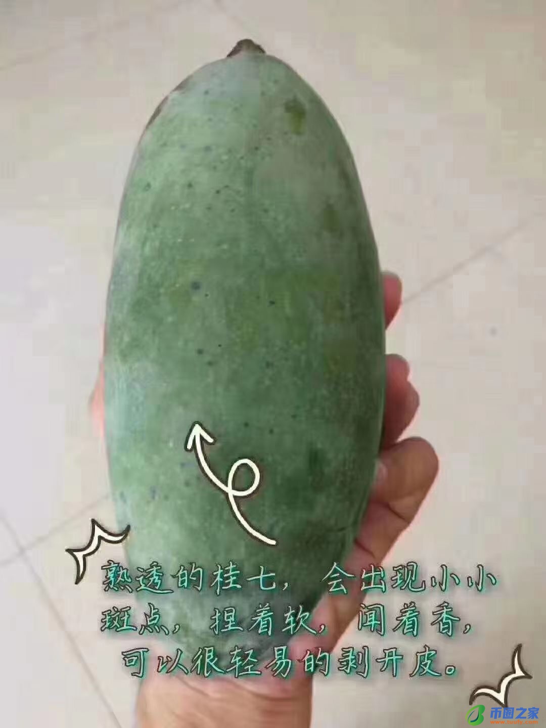 桂七芒果怎么算熟（桂七芒果如何判断生熟及保存方法）