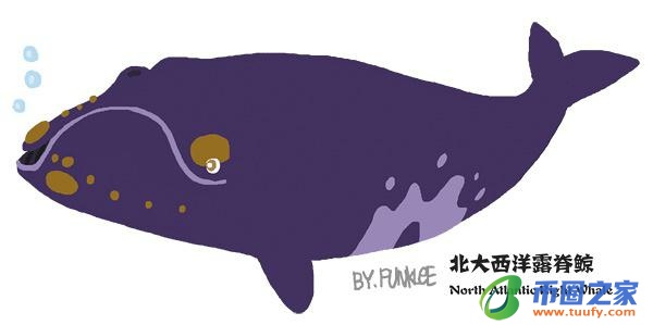 鲸鱼和海豚的区别（鲸鱼和海豚的区别在哪里）