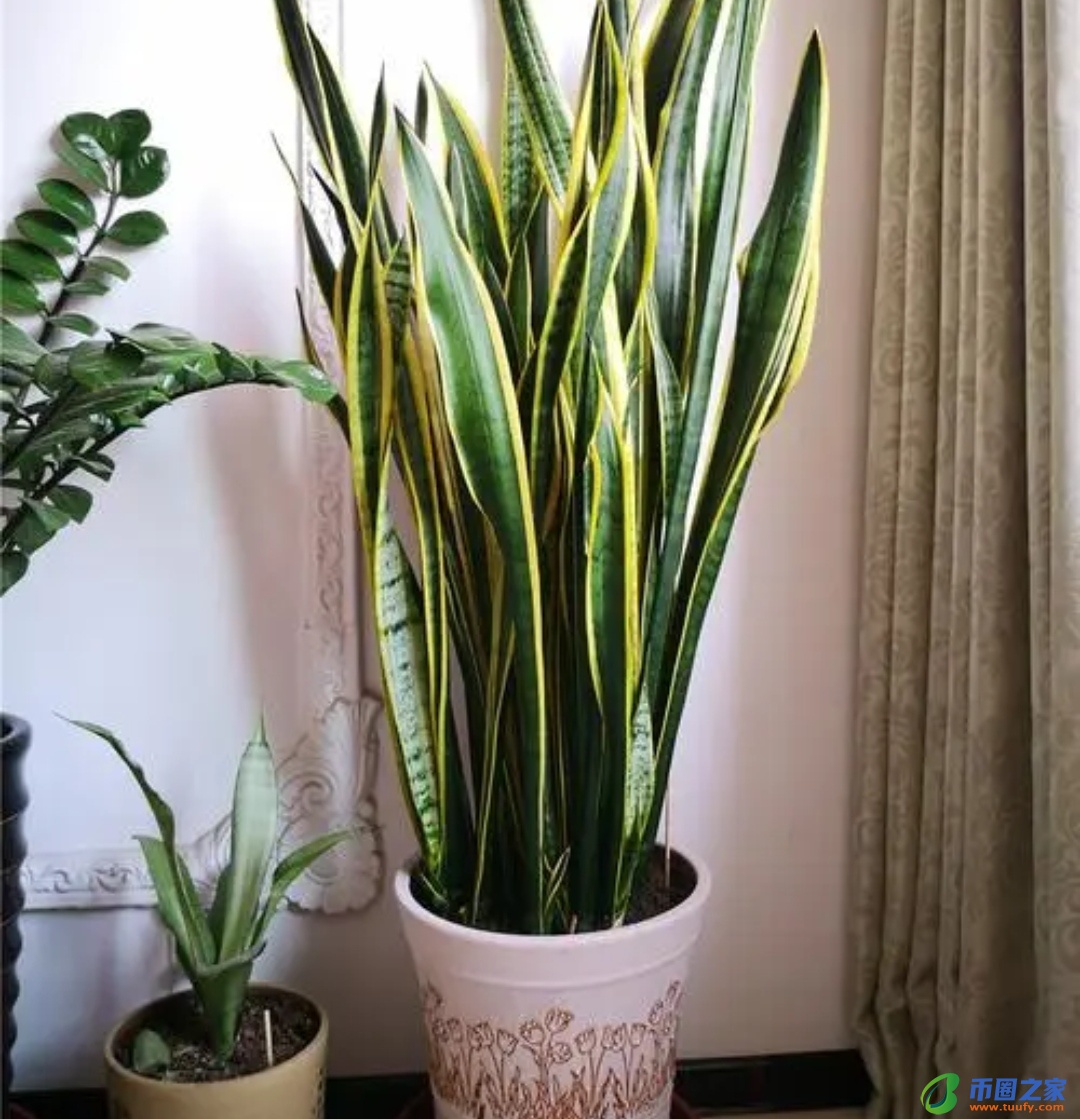 虎皮兰放在卧室好吗（虎皮兰晚上释放氧气还是二氧化碳）1