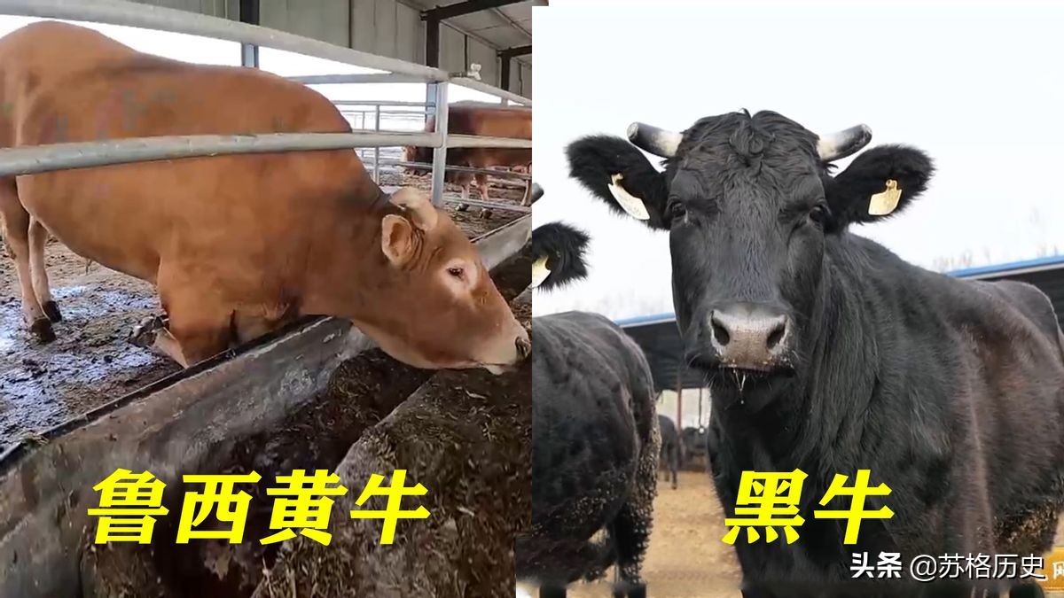 玉米压片的价格（买小型玉米压片设备多少钱）