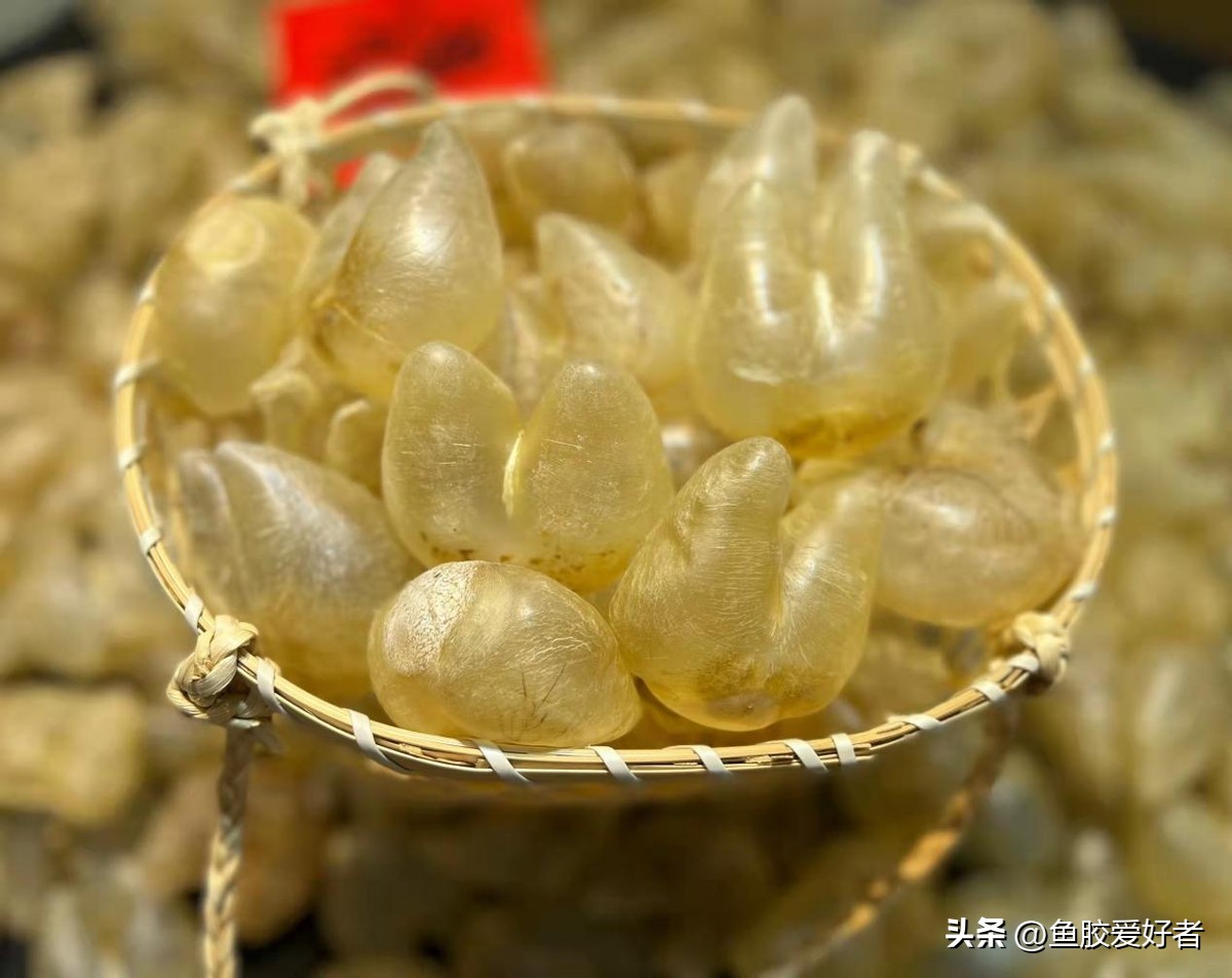 什么鱼的鱼胶最好（吃鱼胶的10大禁忌）