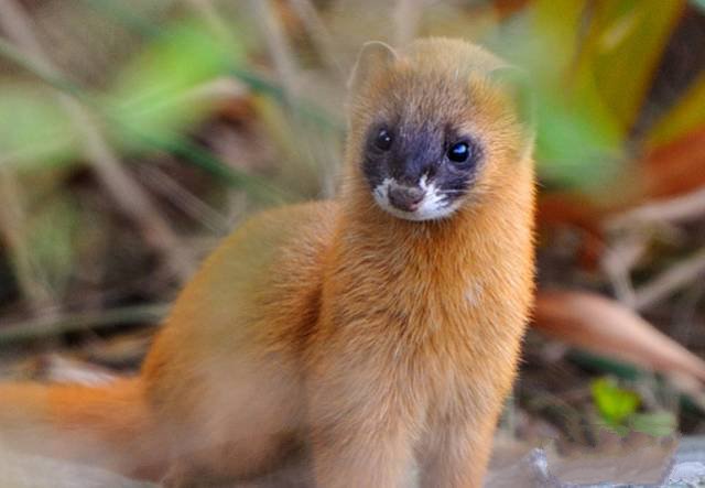 四大仙是什么动物(东北四大仙是什么动物)