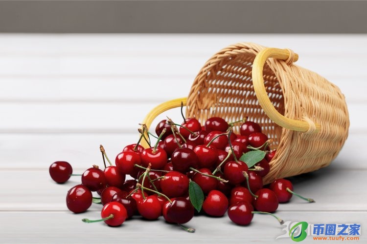 车厘子和樱桃区别(车厘子樱桃区别的功效和作用)