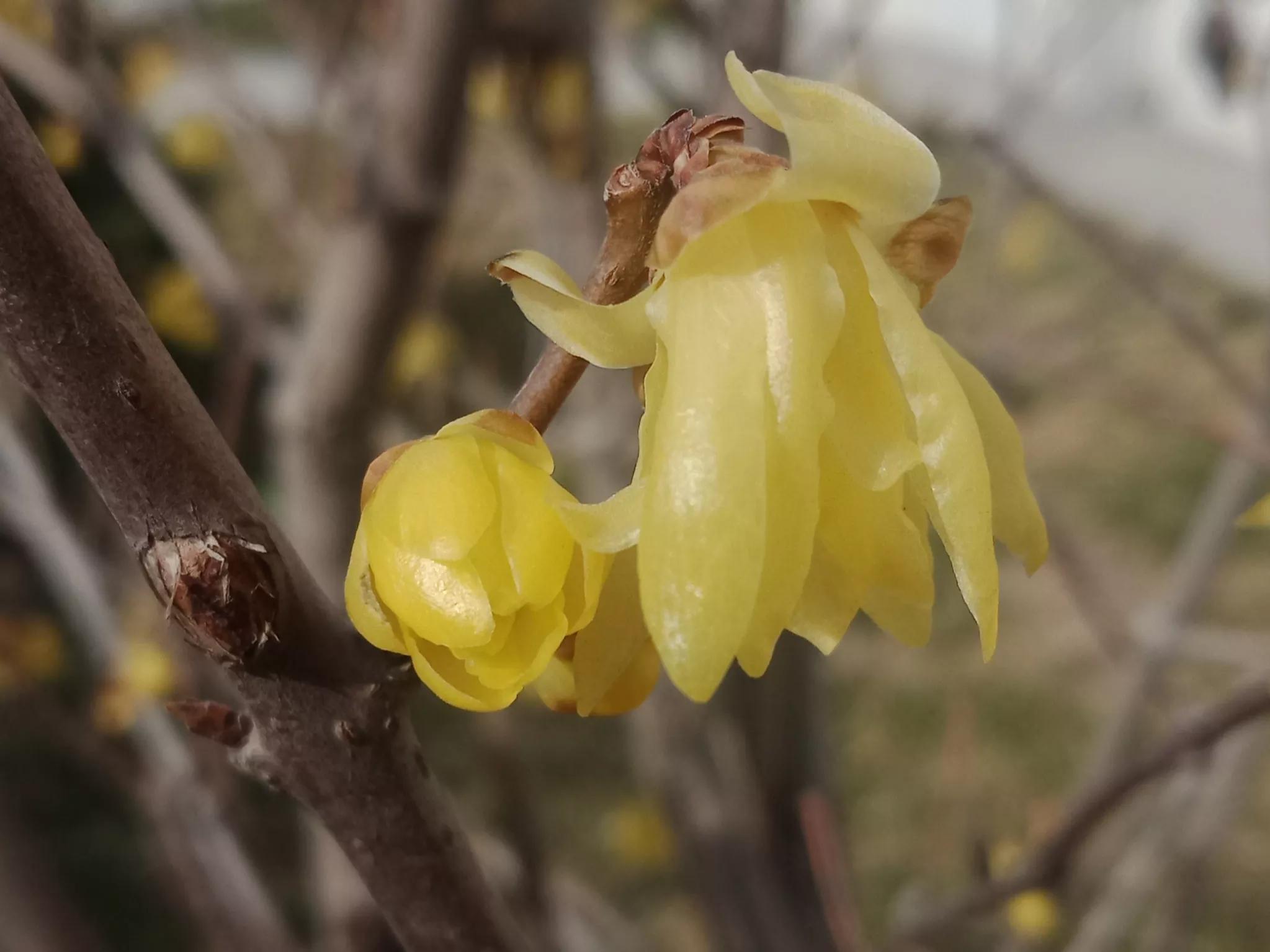 腊梅什么时候开花（红梅和腊梅什么时候开花）
