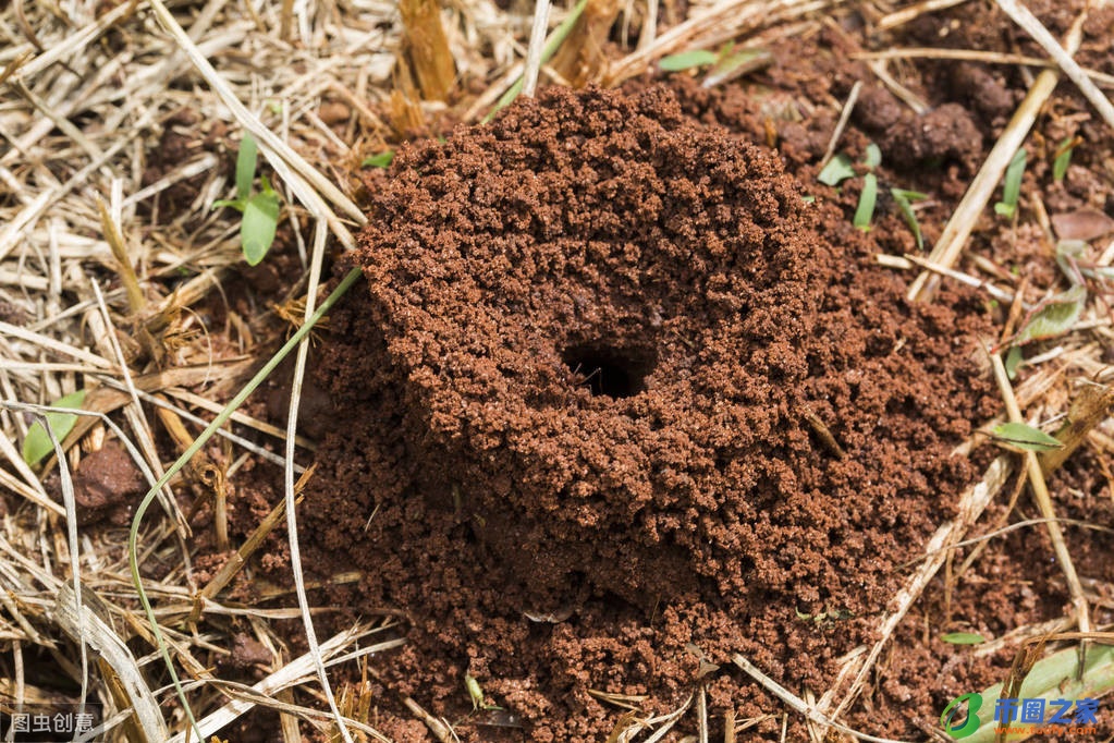 千里之堤溃于蚁穴（千里之堤毁于蚁巢的意思）