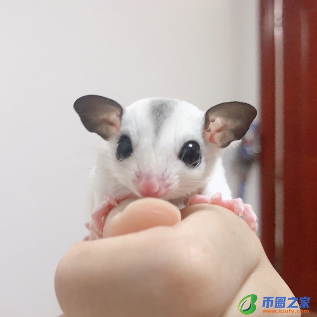 蜜袋鼯多少钱一只（学生党最适合养的宠物）4