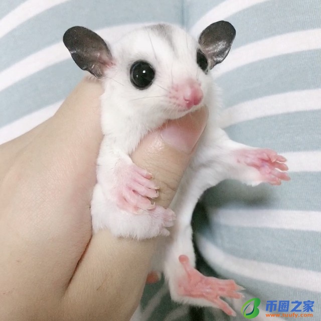 蜜袋鼯多少钱一只（学生党最适合养的宠物）8