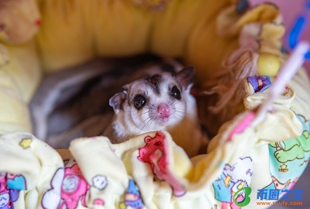 蜜袋鼯多少钱一只（学生党最适合养的宠物）6