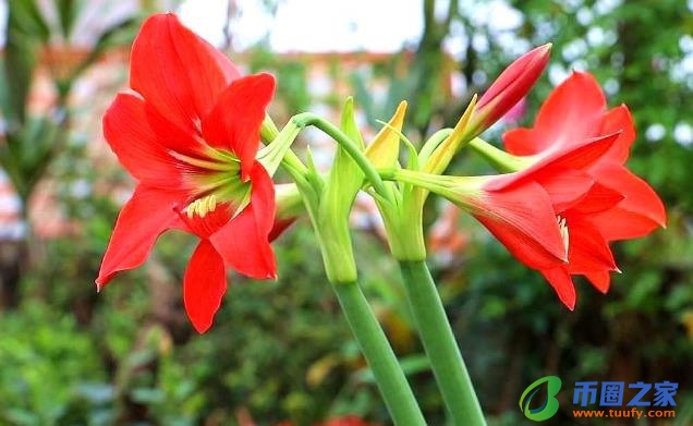 鸡蛋壳怎么做肥料（什么花喜欢鸡蛋壳肥料）