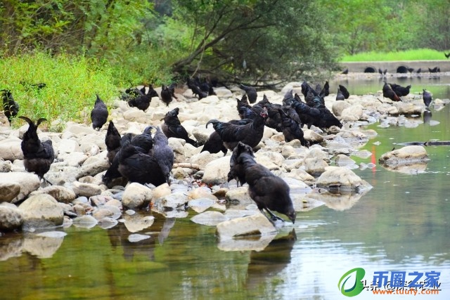 鸡养多长时间下蛋（母鸡养多久才会下蛋）