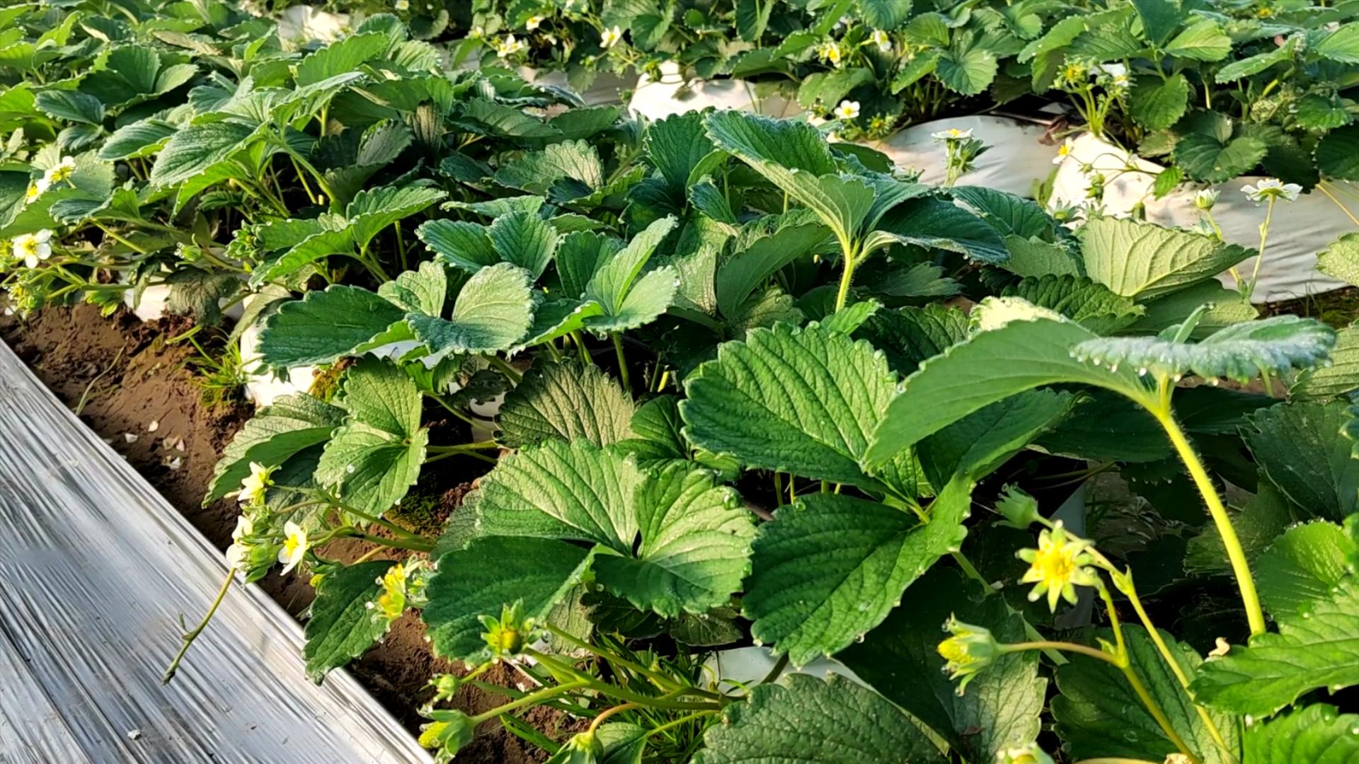 几月份种草莓苗最合适（几月份种草莓最合适）2