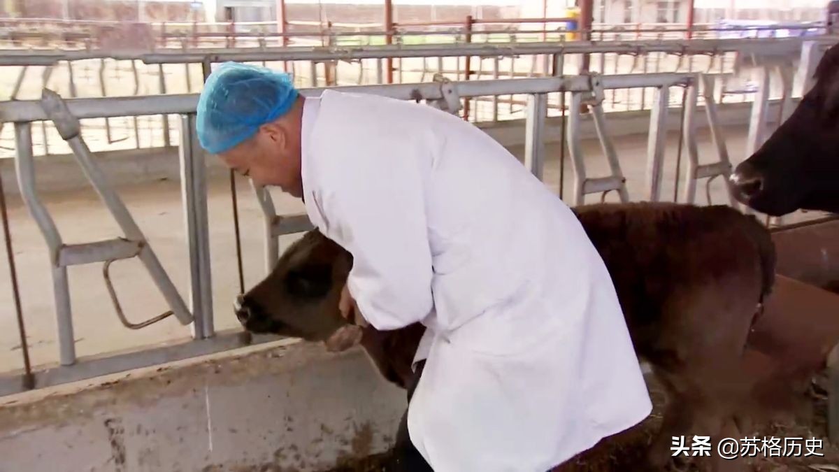 玉米压片的价格（买小型玉米压片设备多少钱）