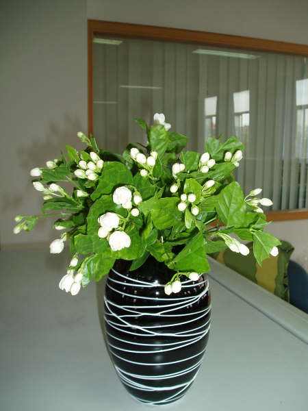 茉莉花适合在室内养吗（茉莉花在家怎样养）