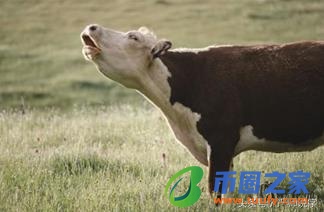 告加个阝是什么字（告加字等于什么字）