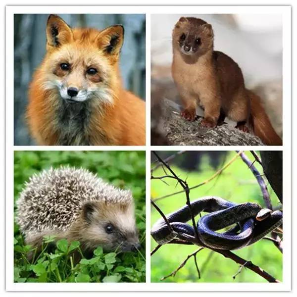 四大仙是什么动物（东北四大仙是什么动物）