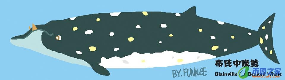 鲸鱼和海豚的区别（鲸鱼和海豚的区别在哪里）