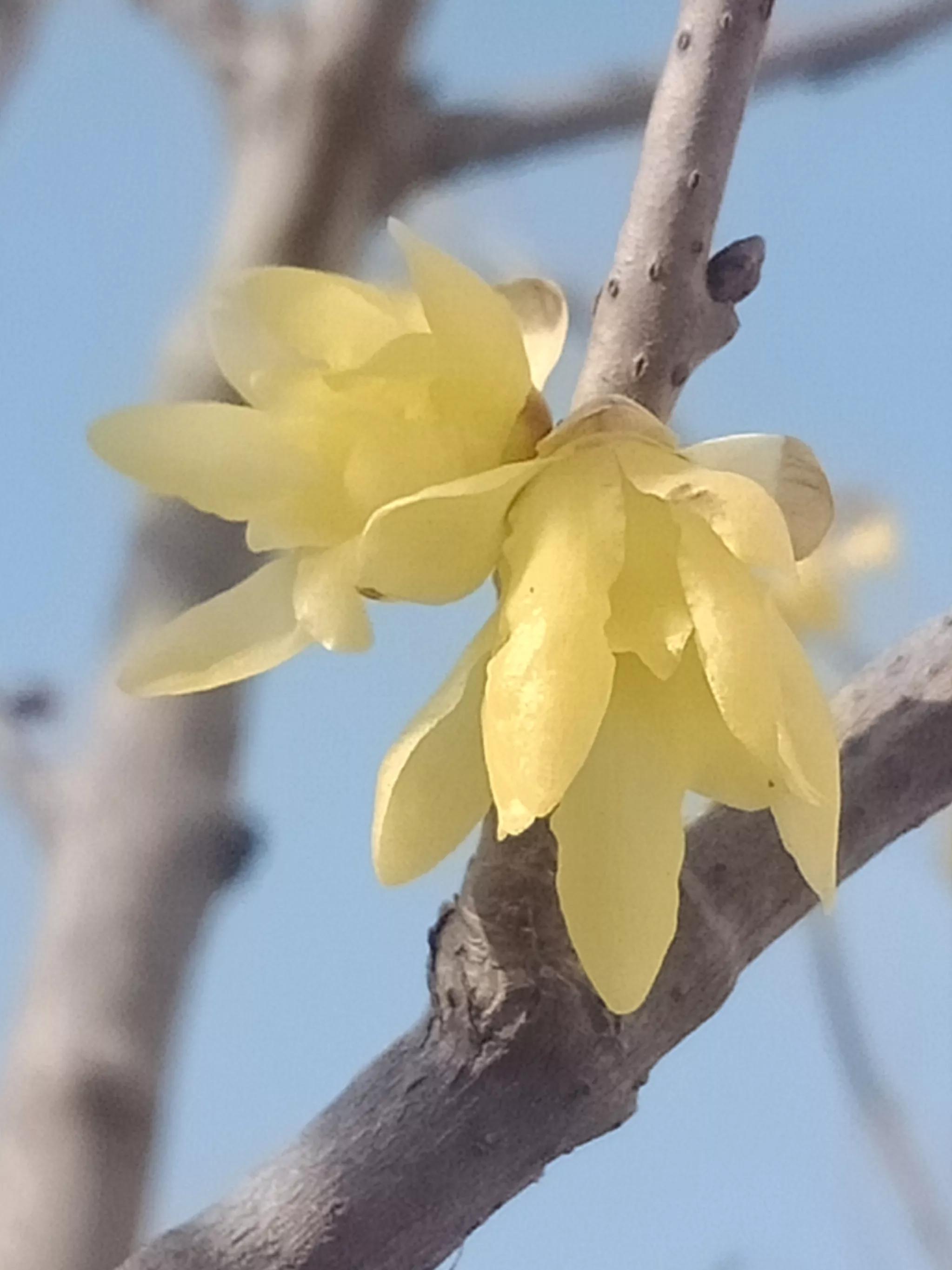 腊梅什么时候开花（红梅和腊梅什么时候开花）