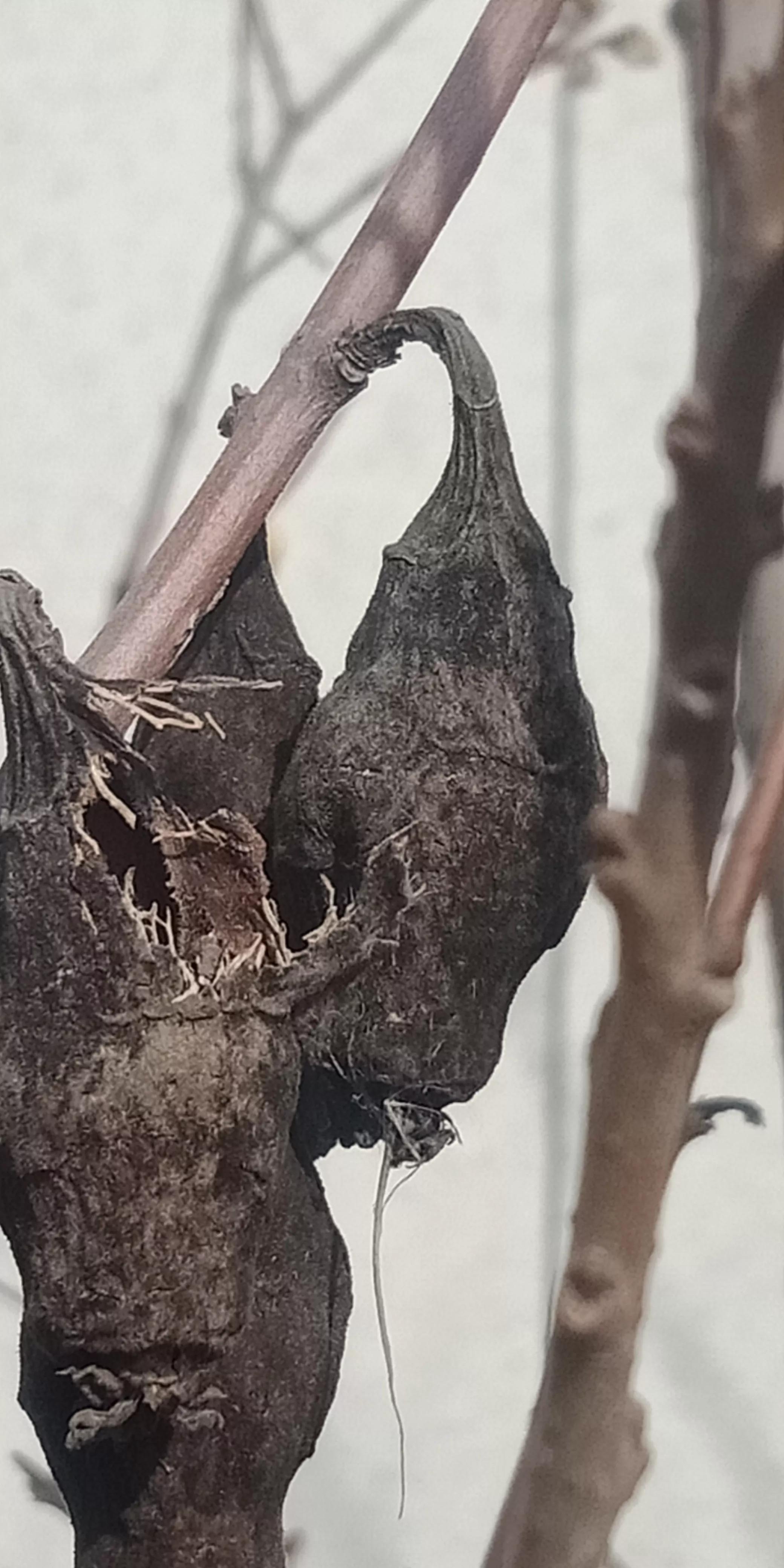 腊梅什么时候开花（红梅和腊梅什么时候开花）