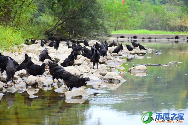 鸡养多长时间下蛋（母鸡养多久才会下蛋）