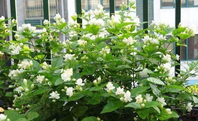 茉莉花适合在室内养吗（茉莉花在家怎样养）