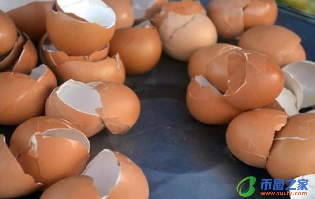 鸡蛋壳怎么做肥料（什么花喜欢鸡蛋壳肥料）