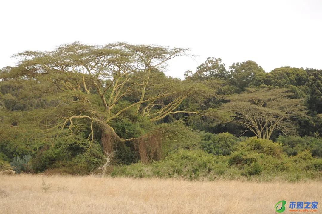 长颈鹿吃什么食物（长颈鹿吃什么食物为生）