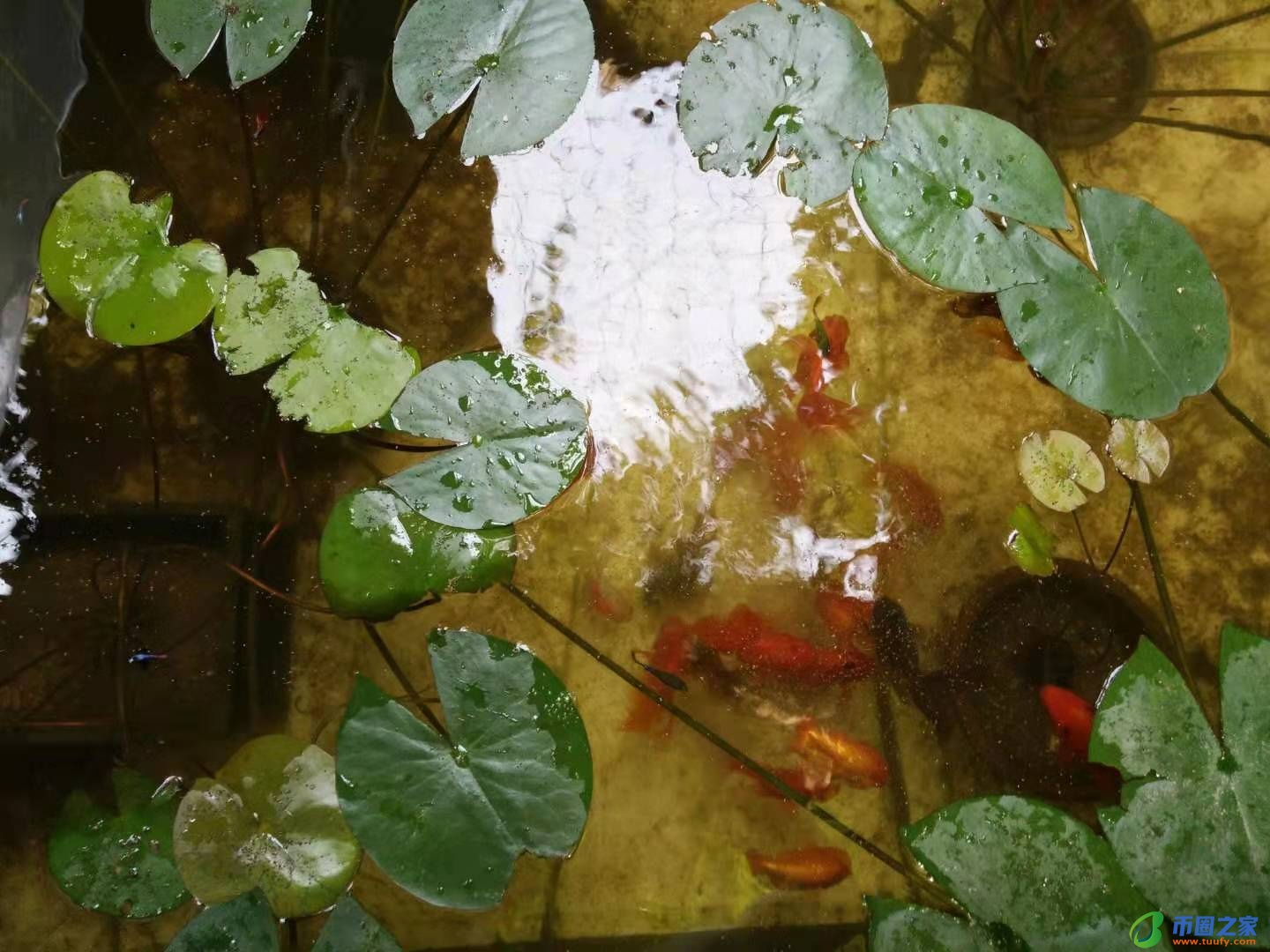 色母片是什么东西（色母片是什么东西代替品）