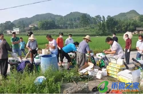 联苯菊酯使用禁忌（联苯菊酯的缺点）