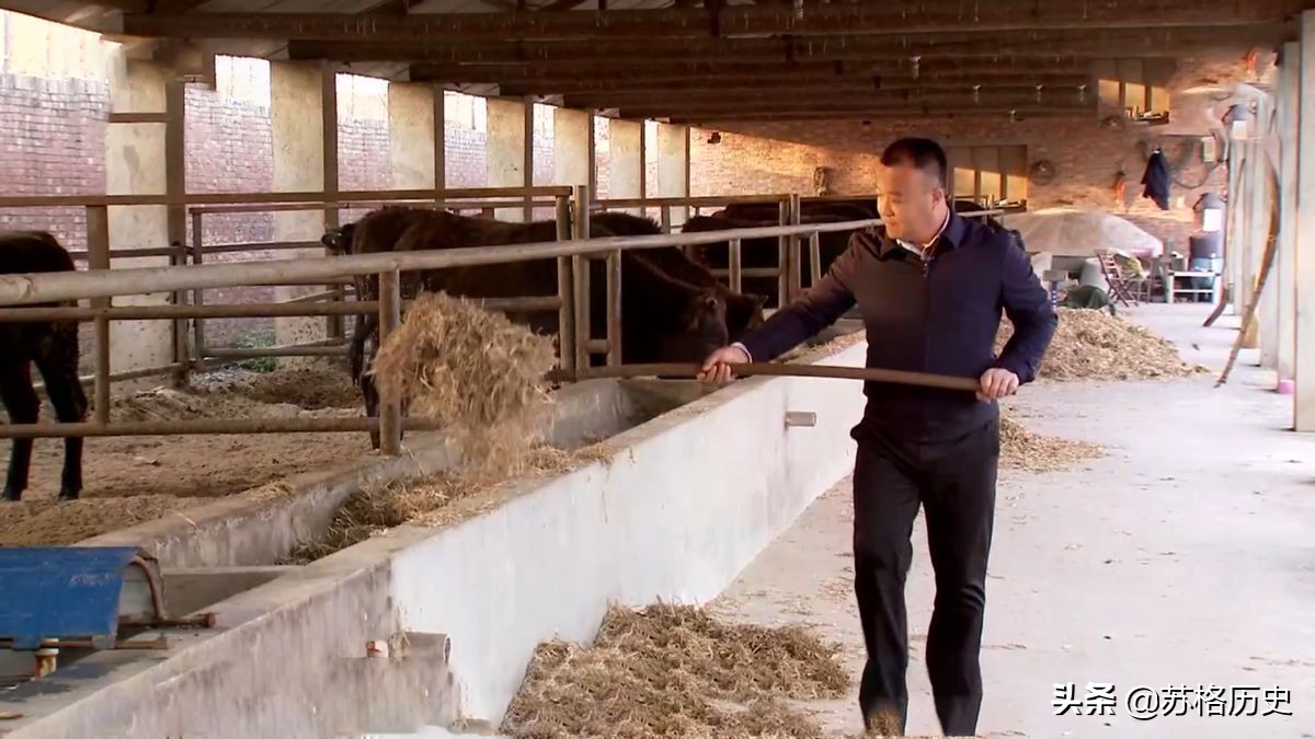 玉米压片的价格（买小型玉米压片设备多少钱）