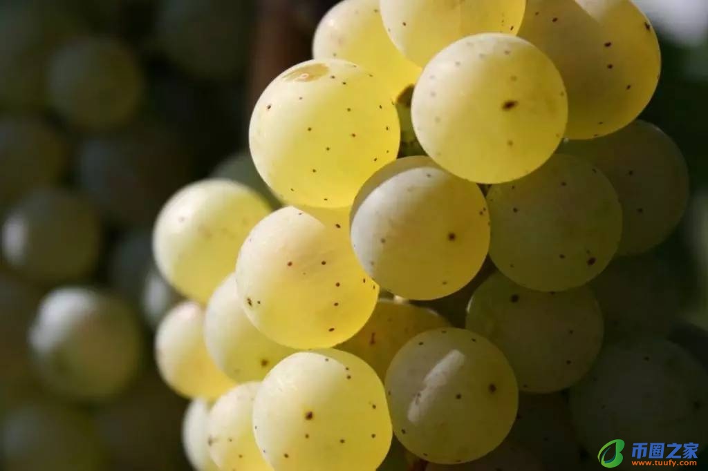 葡萄什么时候成熟(南方葡萄什么时候成熟)