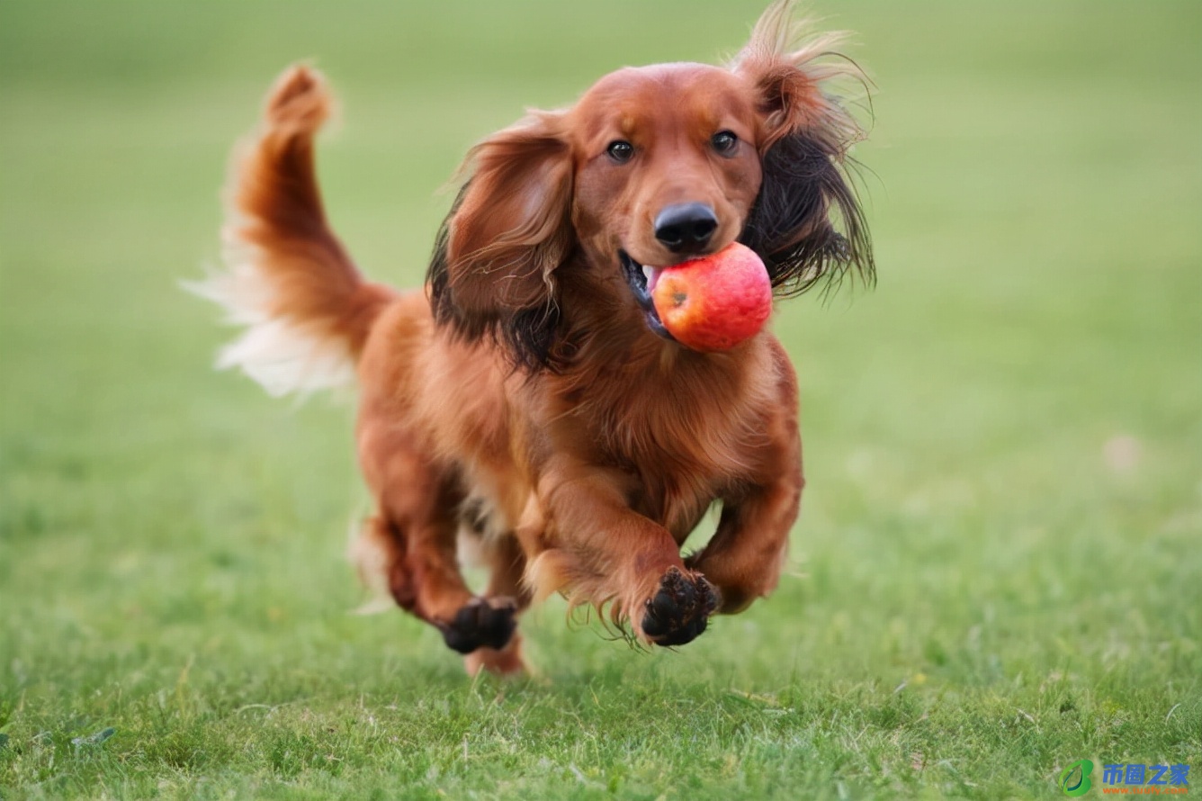 狗狗可以吃猪肝吗（狗狗一日三餐健康食谱）6