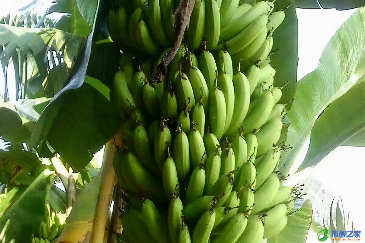 香蕉什么时候成熟（荔枝什么时候成熟）